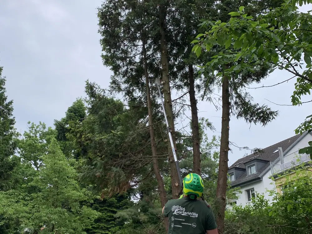 Baumkletterer mit Helm prüft einen Baum vor dem Aufstieg