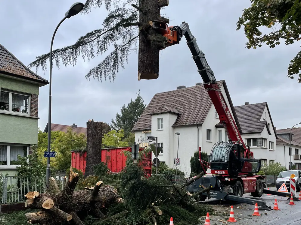 Fällung einer Zeder an der Straße: ein Fällkran hebt ein Stammstück über die Absperrung