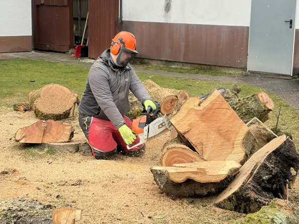 Stammstücke eines gefällten Baumes werden mit der Motorsäge zerteilt